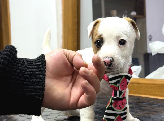 A Kalite Anne Scr Li Jack Russel görsel
