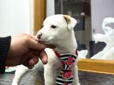 A Kalite Anne Scr Li Jack Russel