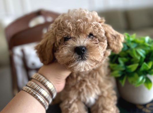 Prenses Toypoodle Leydi görsel
