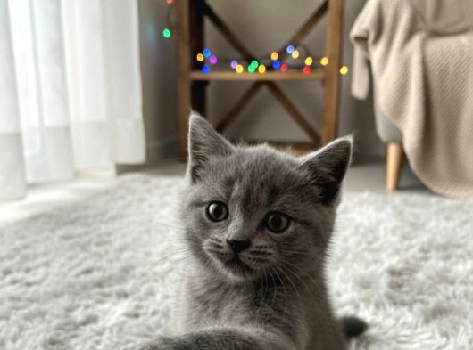Mükemmel A Kalite British Shorthair Yavrularımız görsel