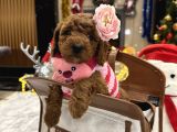 Prenses Toypoodle Leydi
