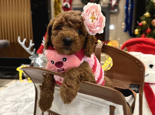 Prenses Toypoodle Leydi görsel