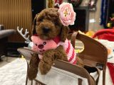 Prenses Toypoodle Leydi
