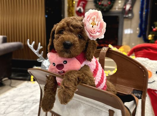 Prenses Toypoodle Leydi görsel