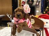 Prenses Toypoodle Leydi