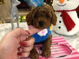 Bebek yüzlü özel Toypoodle Nina