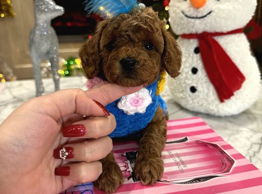 Bebek Yüzlü Özel Toypoodle Nina görsel