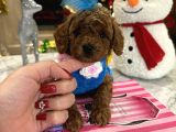 Bebek Yüzlü Özel Toypoodle Nina
