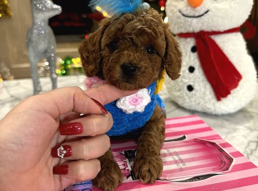 Bebek Yüzlü Özel Toypoodle Nina görsel