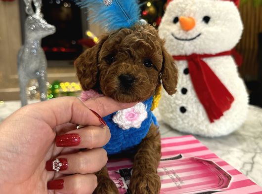 Bebek Yüzlü Özel Toypoodle Nina görsel