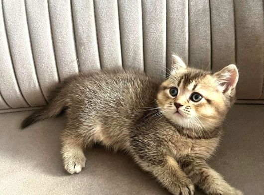 Bri̇ti̇sh  Shorthai̇r A Plus Üst Kali̇te Son Bebekler görsel