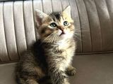BRİTİSH  SHORTHAİR A PLUS ÜST KALİTE SON BEBEKLER