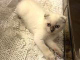 Scottish fold bluepoint erkek