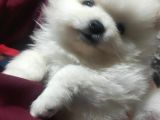 Nadir Denk Gelen Orjinal Kilo Garantili Pomeranian Boo Bebiş