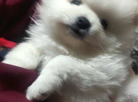 Nadir Denk Gelen Orjinal Kilo Garantili Pomeranian Boo Bebiş görsel