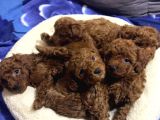 tOY POODLE İYİSİNİ İSTEYENE