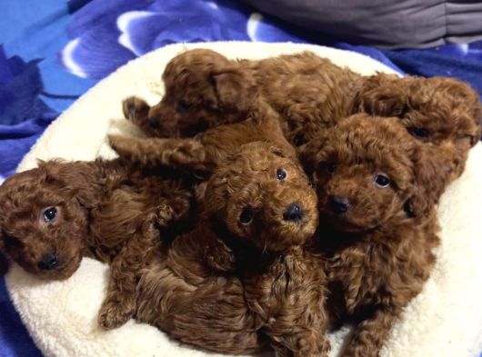 Toy Poodle İyi̇si̇ni̇ İsteyene