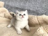 Bal Yanaklı Yavrumuz Yeni Sahibini Arıyor