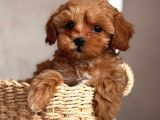 TOY POODLE SEVİMLİ YAVRULAR EV ÜRETİMİ