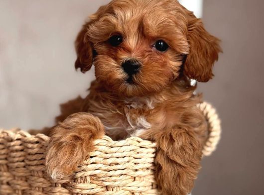 Toy Poodle Sevi̇mli̇ Yavrular Ev Üreti̇mi̇