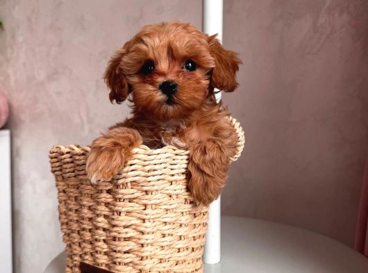 Toy Poodle Sevi̇mli̇ Yavrular Ev Üreti̇mi̇ görsel