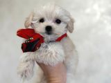 KAR BEYAZ MALTESE TERRİER CİNSLERİ