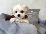 Kar Beyaz Maltese Terri̇er Ci̇nsleri̇