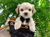 MALTİPOO CİNSİ YAVRULAR EV ÜRETİMİ