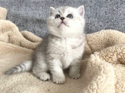Bal Yanaklı Yavrumuz Yeni Sahibini Arıyor görsel