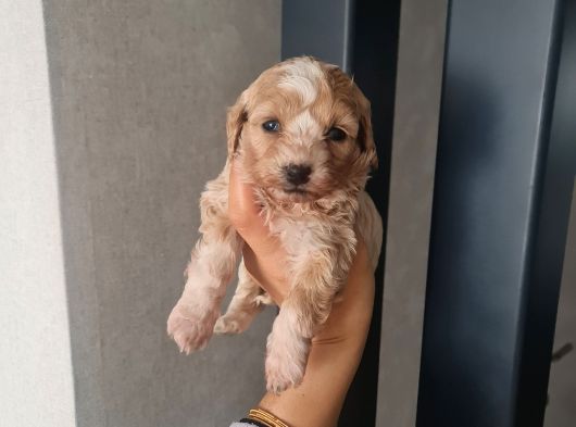 Teacup Minnaklarım Teslime Hazır görsel