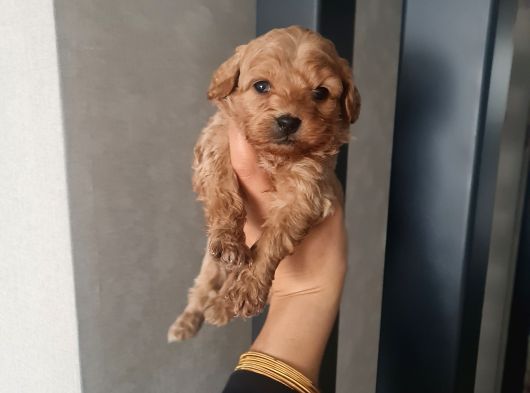 Teacup Minnaklarım Teslime Hazır