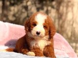 Dev Goldendoodle Yavrular
