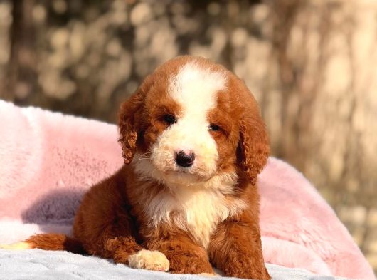 Dev Goldendoodle Yavrular görsel