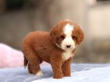 Dev Goldendoodle Yavrular