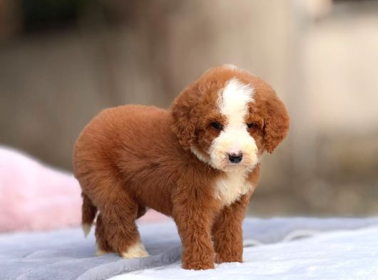 Dev Goldendoodle Yavrular görsel