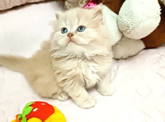 Safkan Long Yavrularımız Yeni Sahiplerini Arıyor görsel