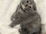 Scottish fold