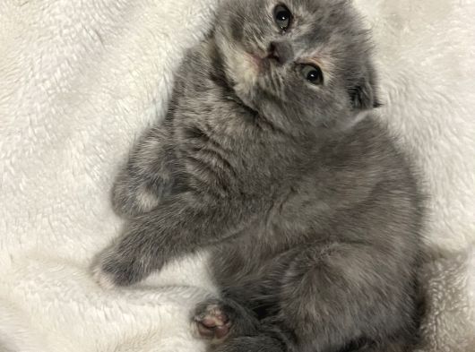 Scottish Fold