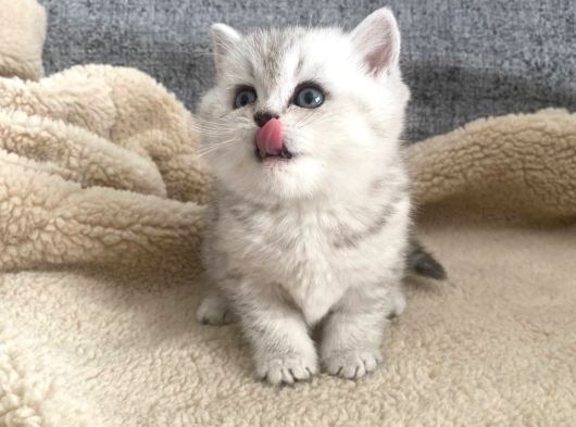 Bal Yanaklı Yavrumuz Yeni Sahibini Arıyor görsel