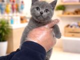Mükemmel A kalite British shorthair