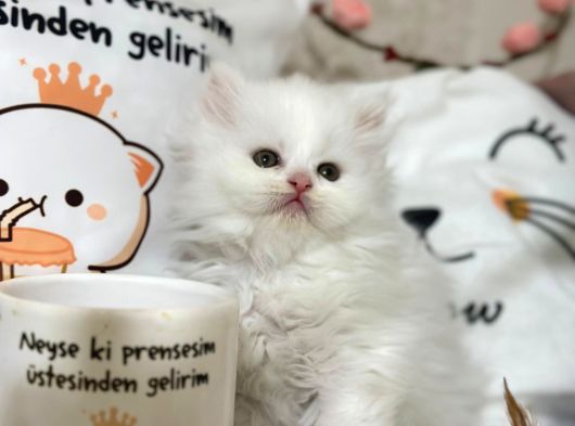 Bal Yanaklı Yavrumuz Yeni Sahibini Arıyor
