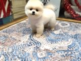 AYICIK SURAT POMERANIAN BOO YAVRULARIMIZ