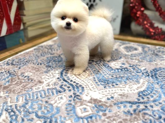 AYICIK SURAT POMERANIAN BOO YAVRULARIMIZ