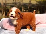 Dev Goldendoodle Yavrular