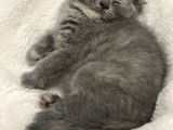 Scottish Fold