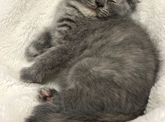 Scottish Fold görsel