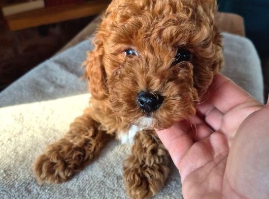 2 Aylık Safkan Toy Poodle Oğlumuz görsel