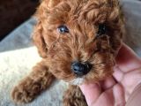 2 Aylık Safkan Toy Poodle Oğlumuz