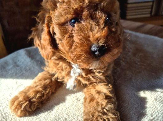 2 Aylık Safkan Toy Poodle Oğlumuz görsel