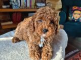 2 Aylık Safkan Toy Poodle Oğlumuz